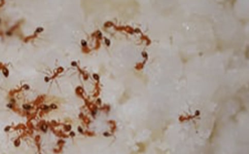 团结的蚂蚁作文350字