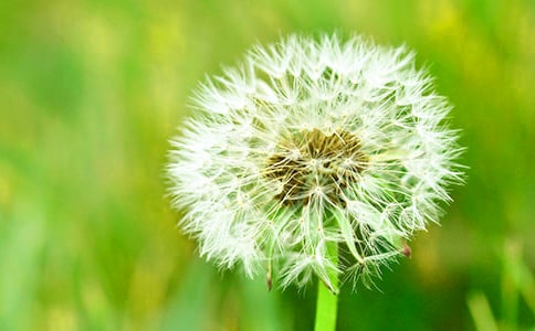 五月蒲公英小学一年级作文