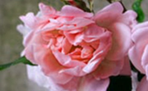 盛开在时光里的花朵五年级作文