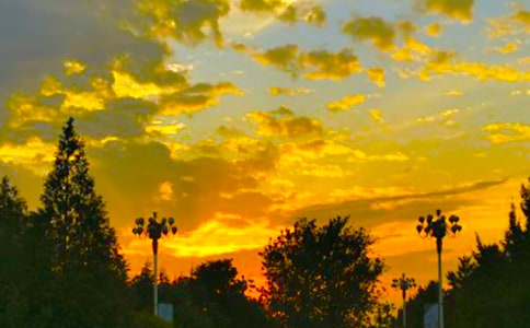 开在傍晚的丁香花作文