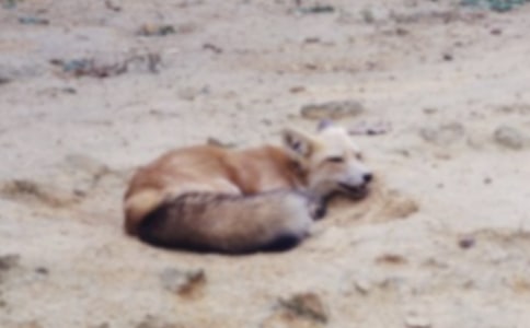 小狐狸送被子的创新作文