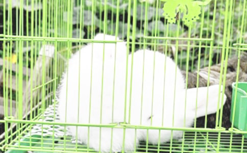 小兔子种白菜想象作文