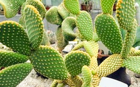 沙漠里的仙人掌550字作文