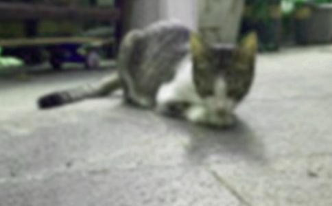 小猫你在天堂还怪我五年级作文