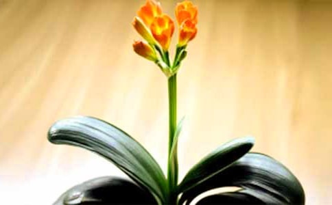 花中君子兰花的作文（精选30篇）