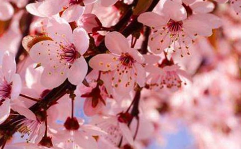 樱花祭优秀作文