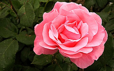 葵花与月季作文