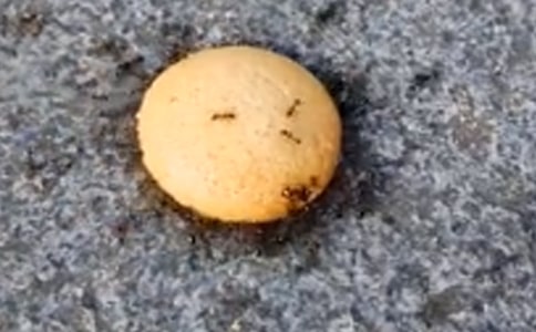 蚂蚁的斗志打动我作文