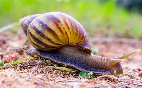 蜗牛和玫瑰花五年级作文400字