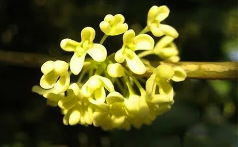 那时晚的桂花香的作文