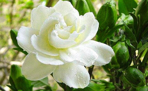 遇见栀子花作文