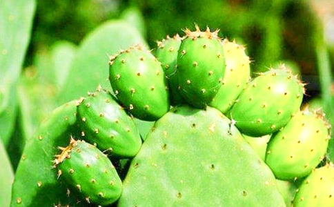 仙人掌插在花瓶里作文