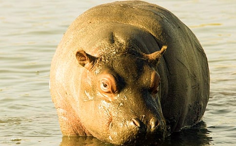 萌是假象河马攻击性很强科幻作文