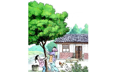 桂花雨作文350字