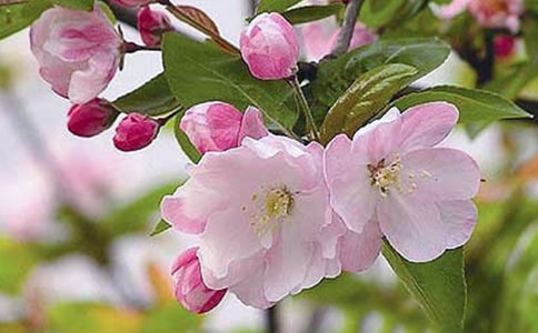 不起眼的海棠花作文