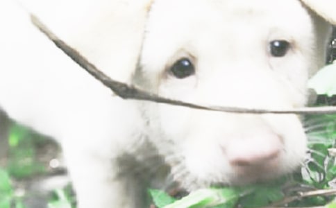 乐于助人的小狗六年级作文