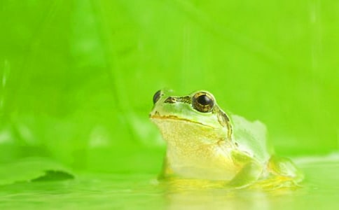 乐于助人的小青蛙作文