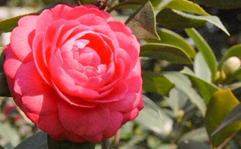 我们家的茶花作文300字(通用32篇)