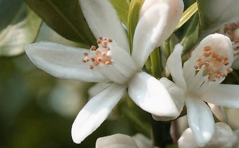 让心愿开出美丽的.花朵三年级作文