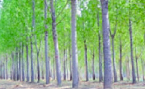 家乡的白杨树优秀作文