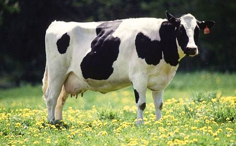 无私奉献的奶牛小学生作文500字