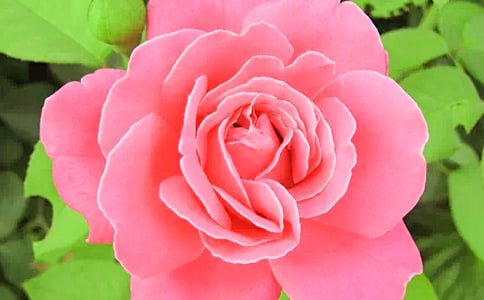 美丽的月季花作文三篇