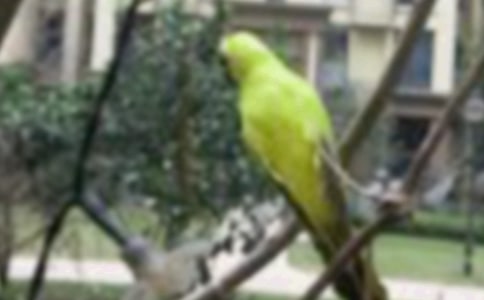 保护小鸟尊重生命的作文