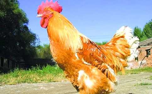 美丽的大公鸡的'小学作文