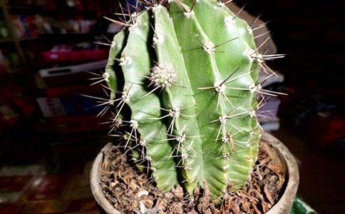 我喜欢的仙人掌作文15篇