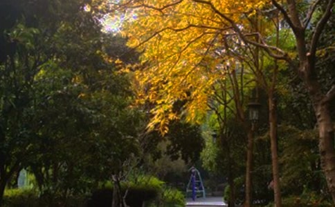 林荫道上的天使作文600字