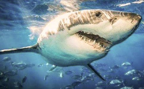 贪吃的鲨鱼作文