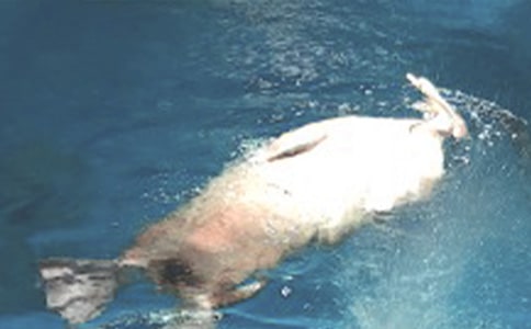 游香港海洋公园初中记事作文