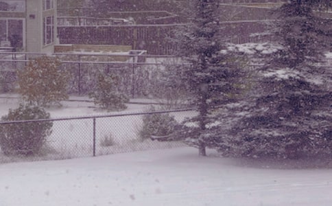 冬日里的雪花作文