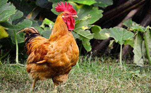 猫和公鸡调工作作文