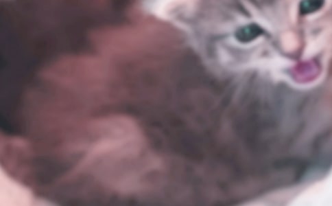 我的小猫包包三年级作文