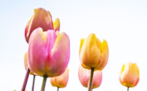 郁金香的春天高一优秀作文