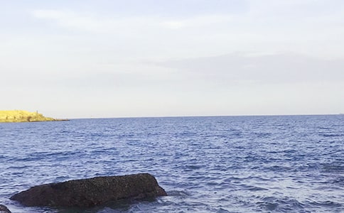 聪明的大海龟作文500字