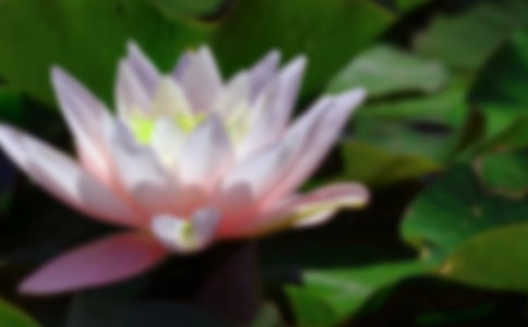 我爱荷花作文【热】