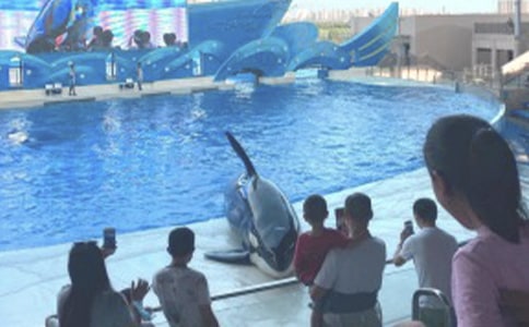 香港海洋公园作文8篇
