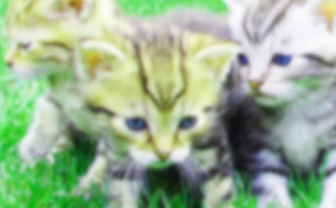 我与小猫橙橙作文