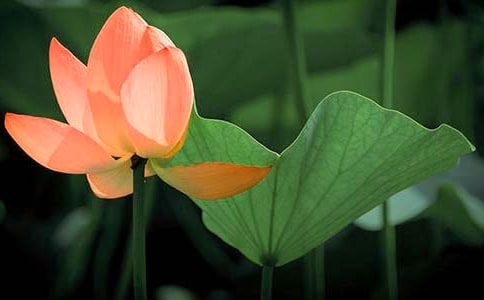 美丽可爱的荷花优秀作文