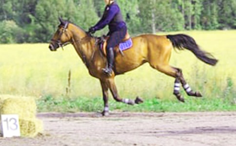 四年级骑马作文500字