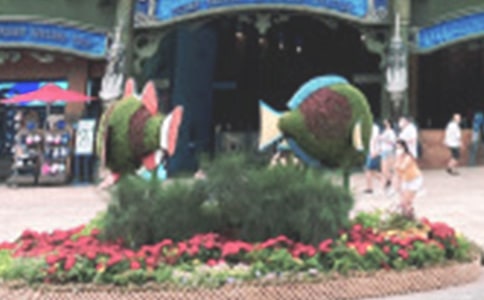 海洋公园游记作文500字