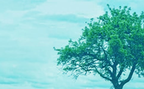 和大树聊聊天优秀作文