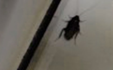 蟑螂叙事作文450字