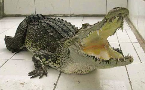 快乐的鳄鱼公园一日游作文