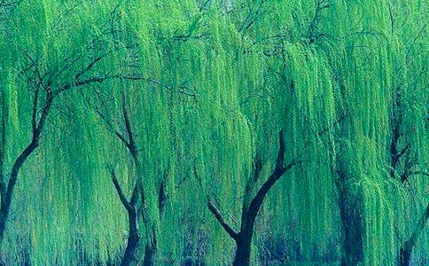 柳树叙事作文550字