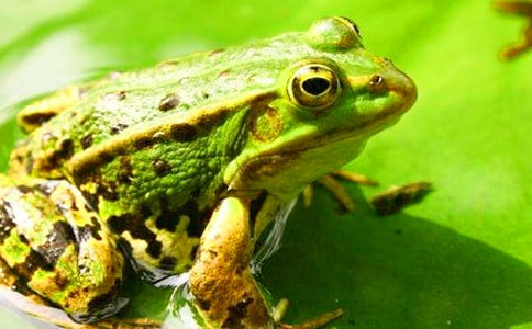 青蛙找朋友童话作文