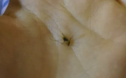 蚊子的眼泪作文