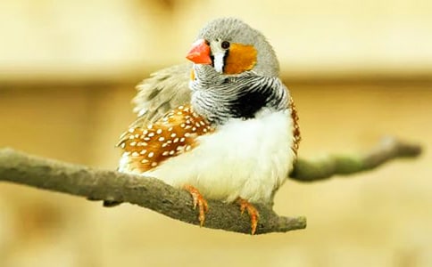 可爱的珍珠鸟作文(合集10篇)